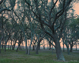 large wall art, tree canvas prints, tree photography, oak tree pictures, oak tree photography, oak tree pictures black and white, pictures of live oak trees, fort fisher trees, big oak tree, southern live oak tree, tree decor, canvas art