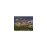 Golden Sea Oats at Sunset - Museum Quality Giclee Canvas Print Stretched