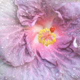 flower images, purple flower art, pink flower decor, Flower photographer, purple hibiscus close up, pink flower wall art, 