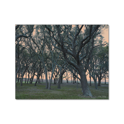 Big Oak Tree at Fort Fisher - Museum Quality Giclee Canvas Print Stretched