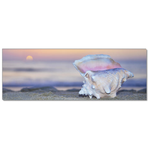 Up close Conch Shell - Museum Quality Giclee Canvas Print Stretched
