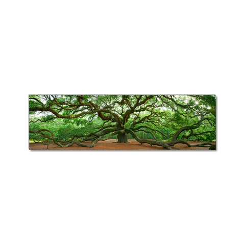 The Angel Oak, Charleston - Museum Quality Giclee Canvas Print Stretched