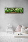 The Angel Oak, Charleston - Museum Quality Giclee Canvas Print Stretched